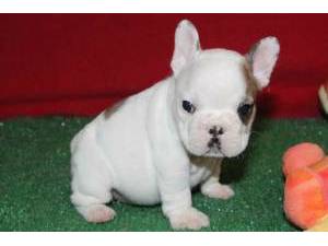 Cachorro do buldogue francês para venda