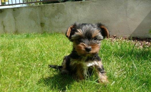 Yorkshire Terrier macho e fêmea super miniatura 